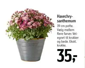 Føtex Havechrysanthemum, DKK 35 tilbud
