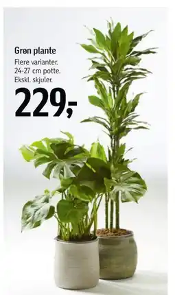 Føtex Grøn plante, DKK 229 tilbud