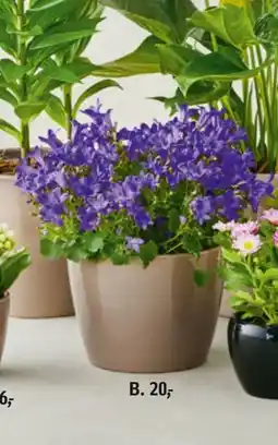 Føtex Blomstermarked, DKK 20 tilbud