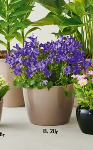 Føtex Blomstermarked, DKK 20 tilbud