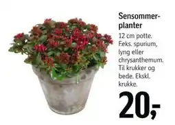 Føtex Sensommerplanter, DKK 20 tilbud