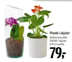 Føtex Plante i skjuler, DKK 79 tilbud