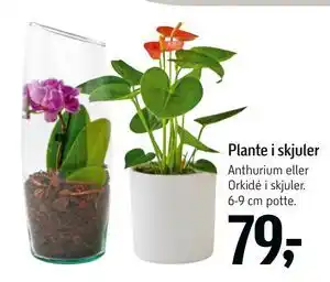 Føtex Plante i skjuler, DKK 79 tilbud