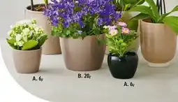 Føtex Blomstermarked, DKK 6 tilbud