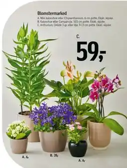 Føtex Blomstermarked, DKK 59 tilbud