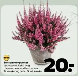 Netto Sensommerplanter, DKK 20 tilbud