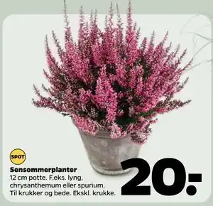 Netto Sensommerplanter, DKK 20 tilbud