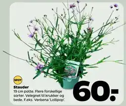 Netto Stauder, DKK 60 tilbud