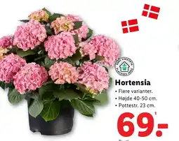 Lidl Hortensia tilbud