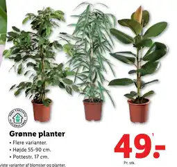 Lidl Grønne planter tilbud
