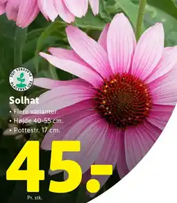 Lidl Solhat tilbud