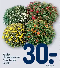 REMA 1000 Kugle- chrysantemum Flere farver Pr. stk. tilbud