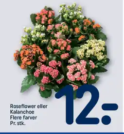 REMA 1000 Roseflower eller Kalanchoe Flere farver Pr. stk. tilbud