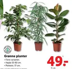 Lidl Grønne planter, DKK 49 tilbud
