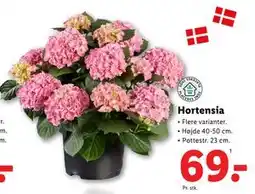 Lidl Hortensia, DKK 69 tilbud