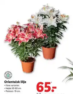 Lidl Orientalsk lilje, DKK 65 tilbud