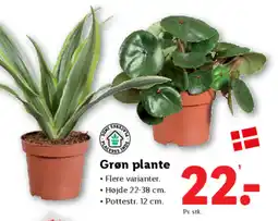 Lidl Grøn plante tilbud