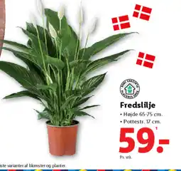 Lidl Fredslilje tilbud