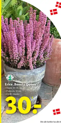 Lidl Erica, Beauty Queen tilbud