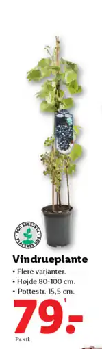Lidl Vindrueplante tilbud