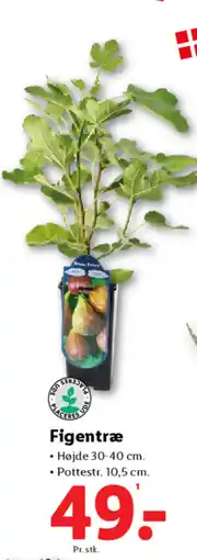 Lidl Figentræ tilbud
