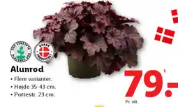 Lidl Alunrod tilbud