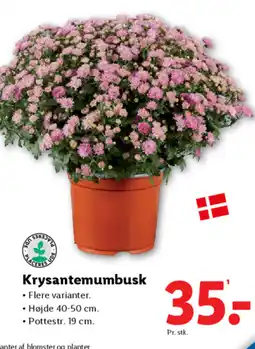 Lidl Krysantemumbusk tilbud