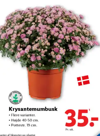 Lidl Krysantemumbusk tilbud