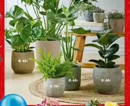 Bilka Grønne planter, DKK 65 tilbud