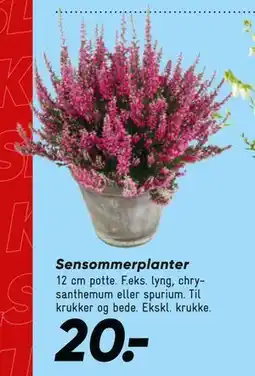 Bilka Sensommer planter, DKK 20 tilbud