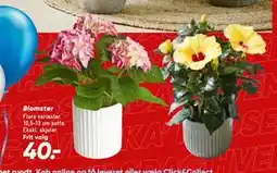 Bilka Blomster, DKK 40 tilbud