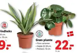 Lidl Grøn plante, DKK 22 tilbud