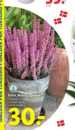 Lidl Erica ‚Beauty Queen‘, DKK 30 tilbud