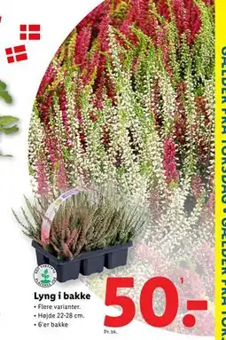 Lidl Lyng i bakke, DKK 50 tilbud