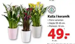 Lidl Kalla i keramik, DKK 49 tilbud