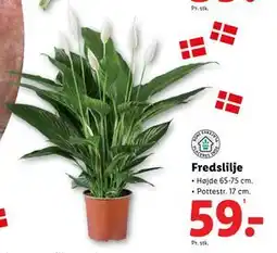 Lidl Fredslilje, DKK 59 tilbud