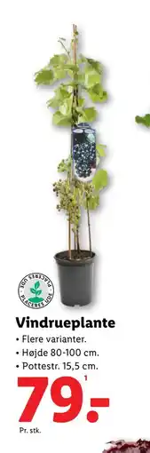 Lidl Vindrueplante, DKK 79 tilbud