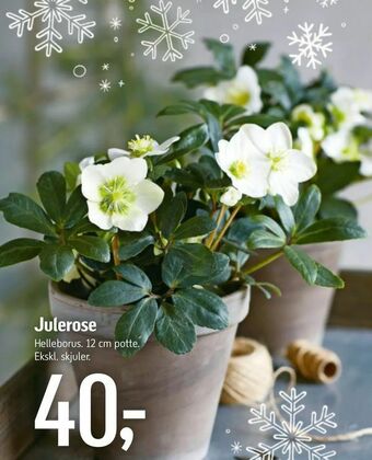Føtex Julerose tilbud