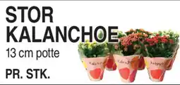 ABC Lavpris Stor kalanchoe tilbud