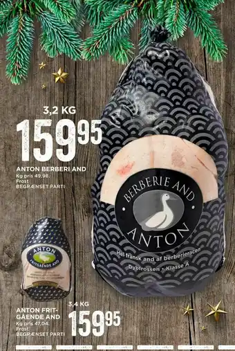 Anton berberi and