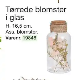Harald Nyborg Tørrede blomster i glas, DKK 19 tilbud