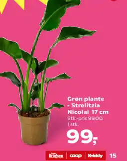 SuperBrugsen Grøn plante -Strelitzia Nicolai tilbud