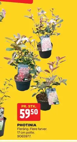 jem & fix PHOTINIA, DKK 59.5 tilbud