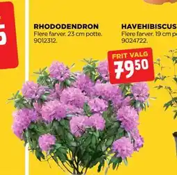 jem & fix RHODODENDRON, DKK 79.5 tilbud