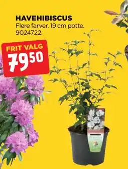 jem & fix HAVEHIBISCUS, DKK 79.5 tilbud