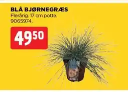 jem & fix BLÅ BJØRNEGRÆS, DKK 49.5 tilbud