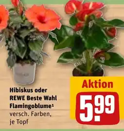REWE DE Hibiskus oder REWE Beste Wahl Flamingoblume¹ versch. Farben, je Topf tilbud