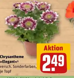 REWE DE Chrysantheme >>Elegant<<¹ tilbud