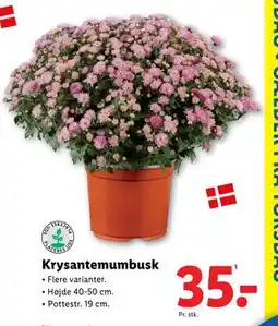 Lidl Krysantemumbusk, DKK 35 tilbud