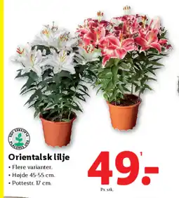 Lidl Orientalsk lilje tilbud